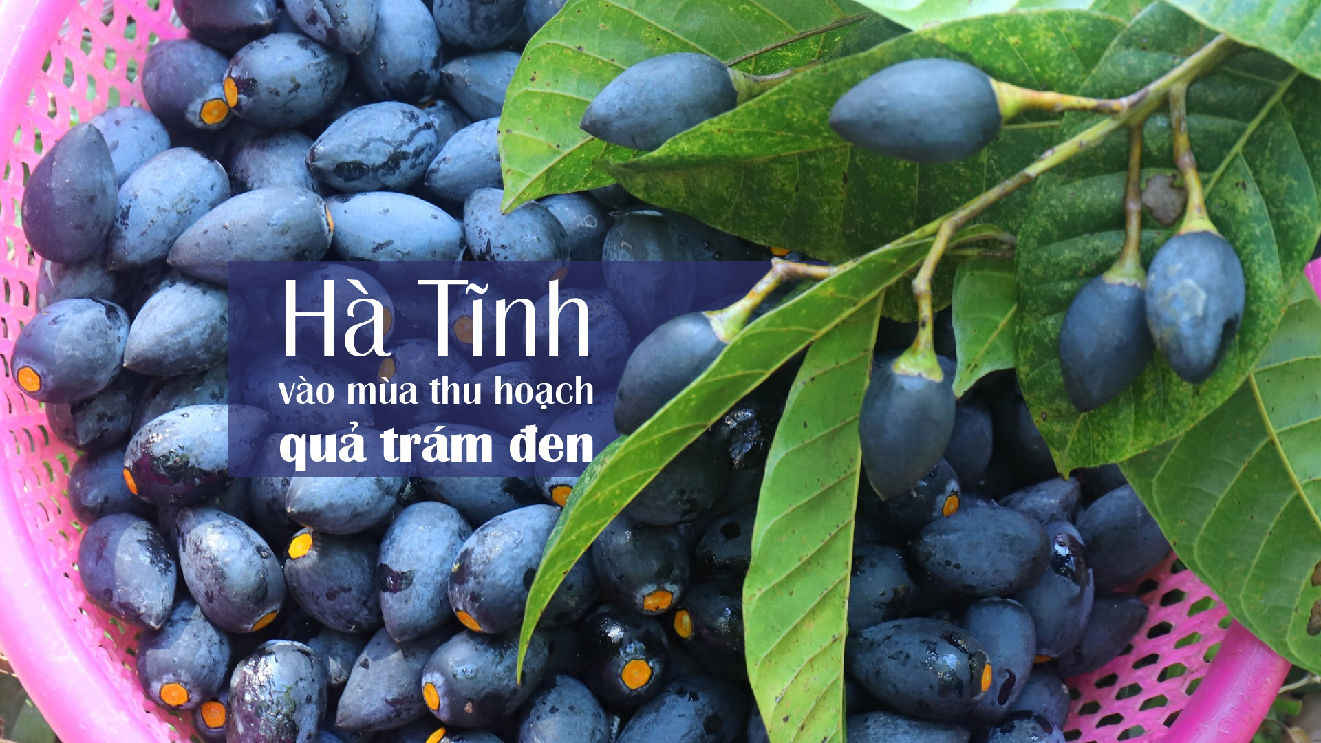 Hà Tĩnh vào mùa thu hoạch quả trám đen