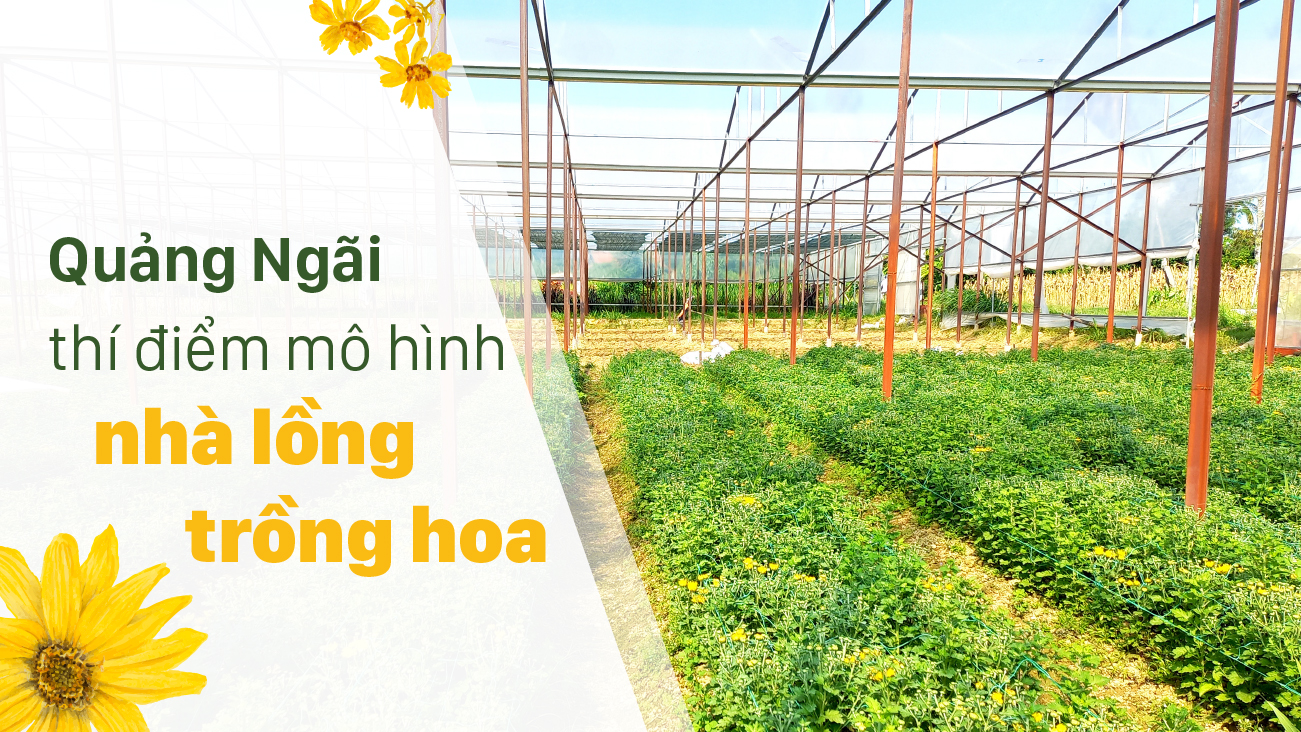 Quảng Ngãi thí điểm mô hình nhà lồng trồng hoa