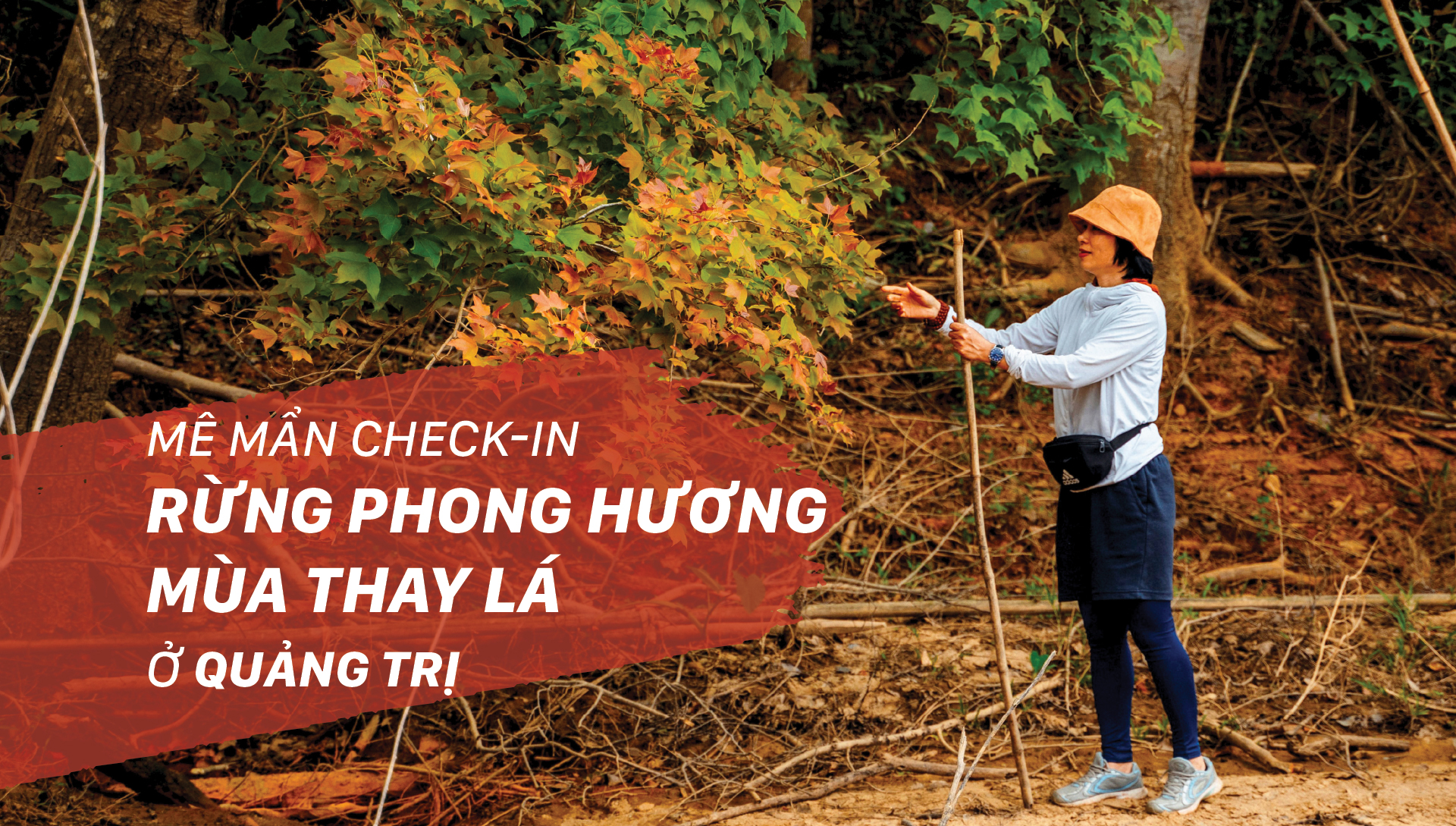 Mê mẩn check-in rừng phong hương mùa thay lá ở Quảng Trị