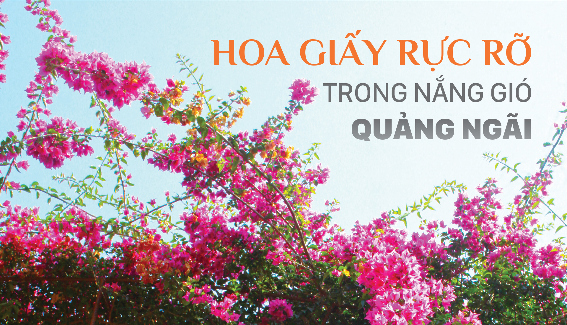 Hoa giấy rực rỡ trong nắng gió Quảng Ngãi