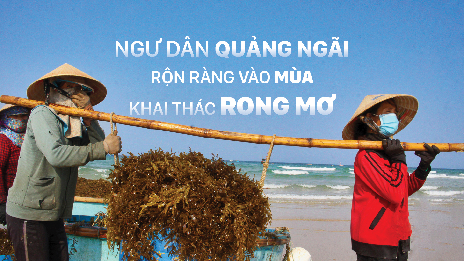 Ngư dân Quảng Ngãi rộn ràng vào mùa khai thác rong mơ