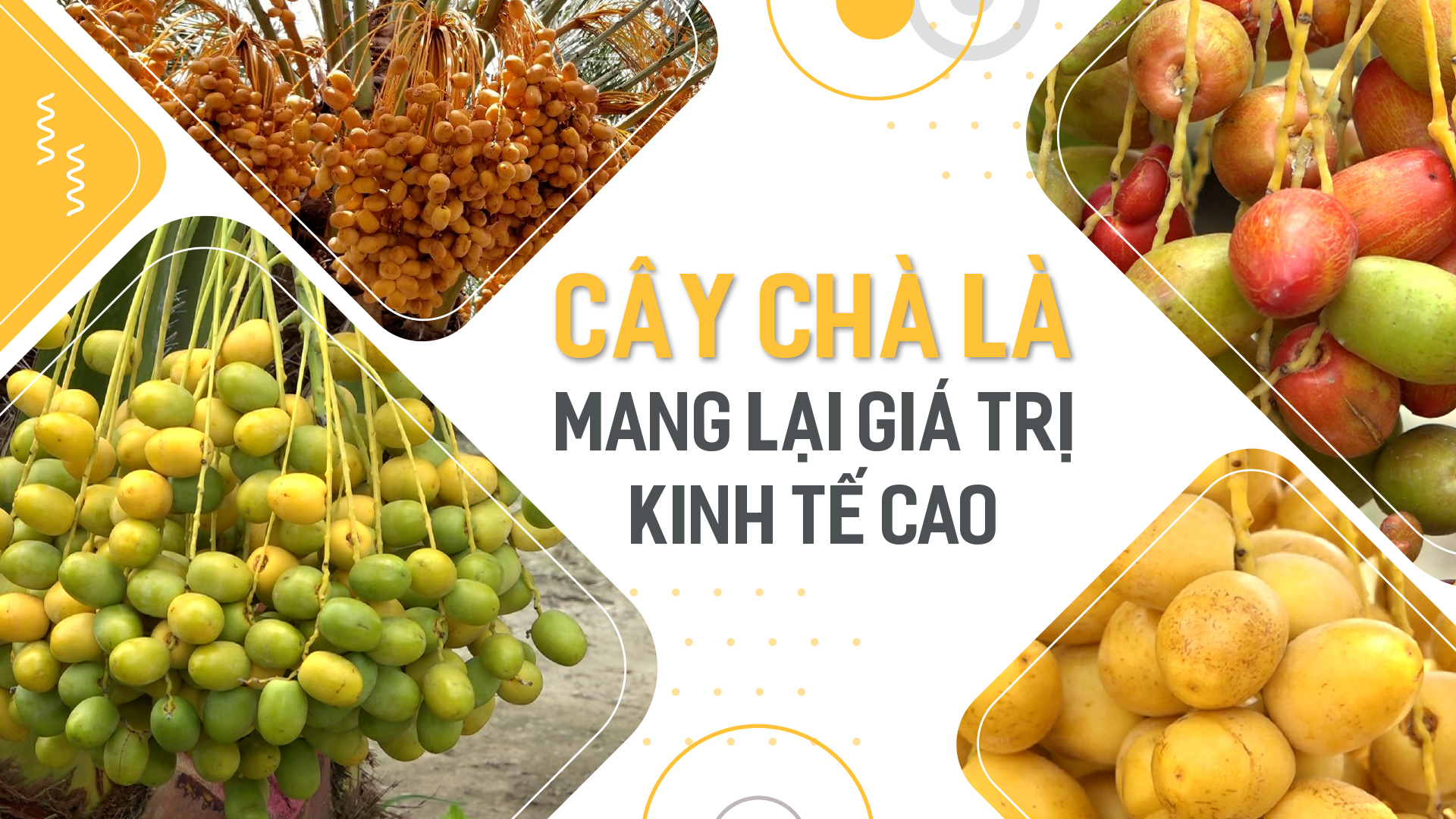 ĐBSCL: Cây chà là mang lại giá trị kinh tế cao