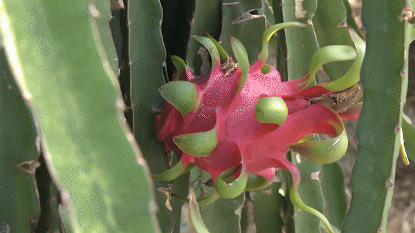 Dragon fruit prices plunge steeply in Mekong Delta provinces