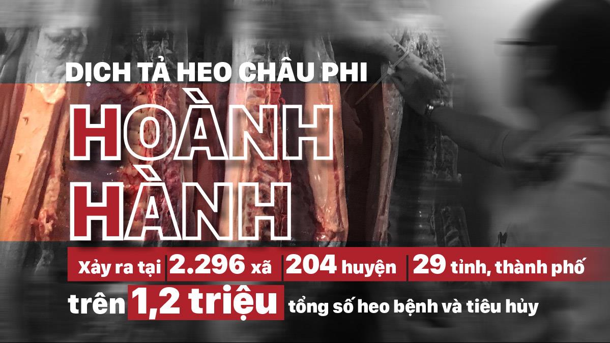 Dịch tả heo châu Phi hoành hành