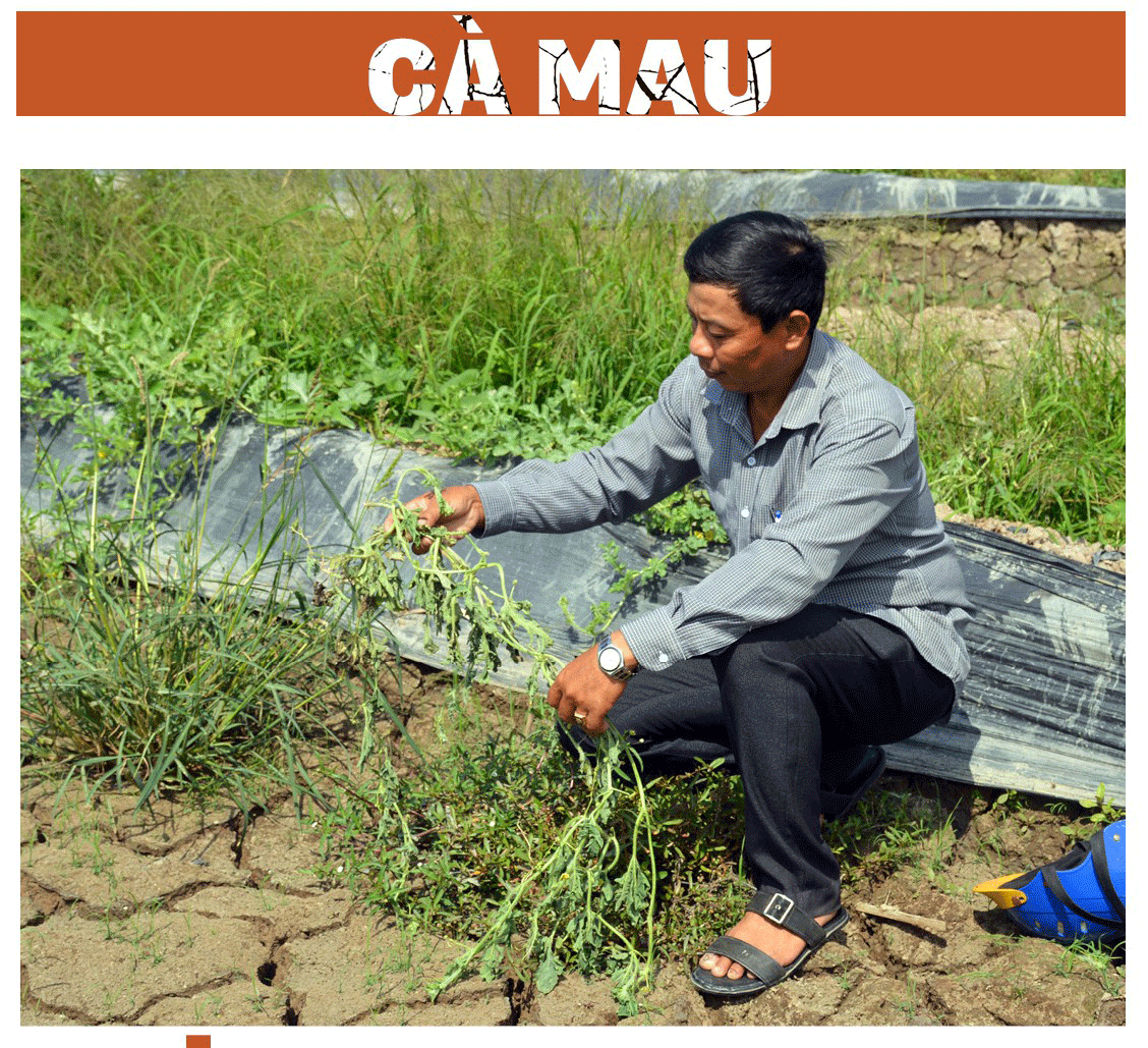 Mekong Delta grapples with drought, saltwater intrusion ảnh 11 Mekong Delta grapples with drought, saltwater intrusion ảnh 11