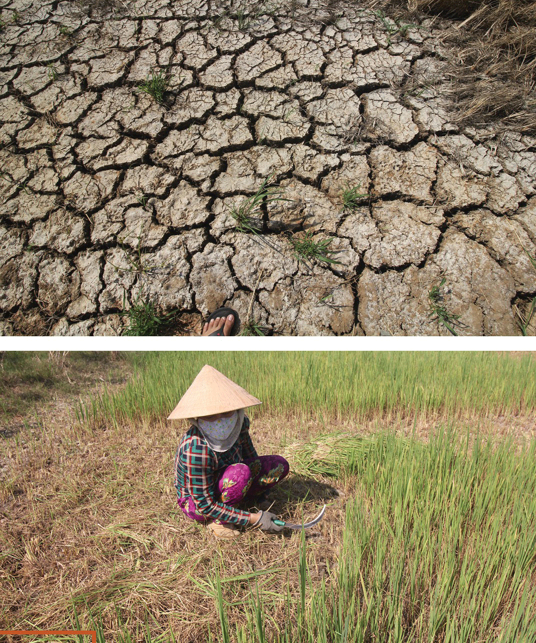 Mekong Delta grapples with drought, saltwater intrusion ảnh 5 Mekong Delta grapples with drought, saltwater intrusion ảnh 5