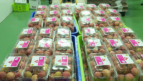 The first batches of nearly 10 tons of lychees are exported to Japan by planes operated by Viet Nam Airlines. (Photo: SGGP)