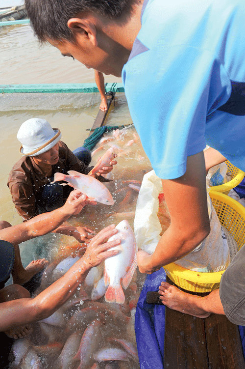 Làng bè như một thành phố nổi trên sông. Làng bè mùa nước lớn. Cá điêu hồng cùng với cá lăng, cá lóc được chủ bè La Ngà chọn nuôi nhiều nhất. Ngoài các bè nuôi cá, sông La Ngà còn là nơi sinh sống của nhiều người làm nghề chài lưới, buông chà đợi cá trên sông. Ngày cân cá cho thương lái thật nhộn nhịp. Thành quả của cả mùa cá trông vào ngày này. Bè cá quây bằng lưới sâu chừng 3-5m, rộng hẹp tùy sức nuôi của chủ. Cá được chuyển lên xe tải đưa đến các chợ đầu mối. Niềm vui của hộ dân khi gắn anten parabol xem tivi. Bữa cơm của một hộ trên bè cá. Âu lo lớn nhất của chủ bè cá là tương lai của những đứa trẻ được sinh trên bè này.