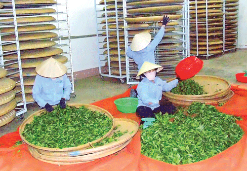 Đồi trà Bảo Lộc xanh mướt. Thu hái búp chè tươi. Nguyên liệu chế biến chè xanh Bảo Lộc. Cây trà đã tạo việc làm và thu nhập ổn định cho người dân địa phương. Chế biến trà cao cấp. Sao khô trà Oolong trong máy sao thùng quay. Thương hiệu trà Bảo Lộc được nhận nhiều giải thưởng chất lượng. Thưởng thức cách pha và hương vị trà nổi tiếng. Màu sắc đặc trưng trà Bảo Lộc.