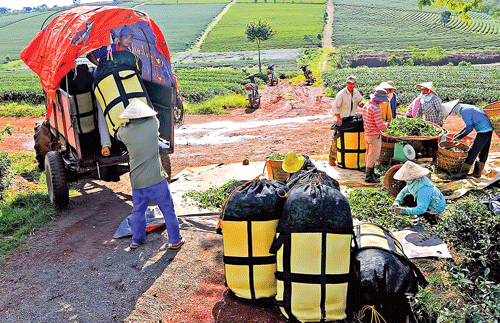 Đồi trà Bảo Lộc xanh mướt. Thu hái búp chè tươi. Nguyên liệu chế biến chè xanh Bảo Lộc. Cây trà đã tạo việc làm và thu nhập ổn định cho người dân địa phương. Chế biến trà cao cấp. Sao khô trà Oolong trong máy sao thùng quay. Thương hiệu trà Bảo Lộc được nhận nhiều giải thưởng chất lượng. Thưởng thức cách pha và hương vị trà nổi tiếng. Màu sắc đặc trưng trà Bảo Lộc.