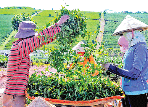 Đồi trà Bảo Lộc xanh mướt. Thu hái búp chè tươi. Nguyên liệu chế biến chè xanh Bảo Lộc. Cây trà đã tạo việc làm và thu nhập ổn định cho người dân địa phương. Chế biến trà cao cấp. Sao khô trà Oolong trong máy sao thùng quay. Thương hiệu trà Bảo Lộc được nhận nhiều giải thưởng chất lượng. Thưởng thức cách pha và hương vị trà nổi tiếng. Màu sắc đặc trưng trà Bảo Lộc.