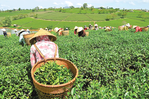 Đồi trà Bảo Lộc xanh mướt. Thu hái búp chè tươi. Nguyên liệu chế biến chè xanh Bảo Lộc. Cây trà đã tạo việc làm và thu nhập ổn định cho người dân địa phương. Chế biến trà cao cấp. Sao khô trà Oolong trong máy sao thùng quay. Thương hiệu trà Bảo Lộc được nhận nhiều giải thưởng chất lượng. Thưởng thức cách pha và hương vị trà nổi tiếng. Màu sắc đặc trưng trà Bảo Lộc.