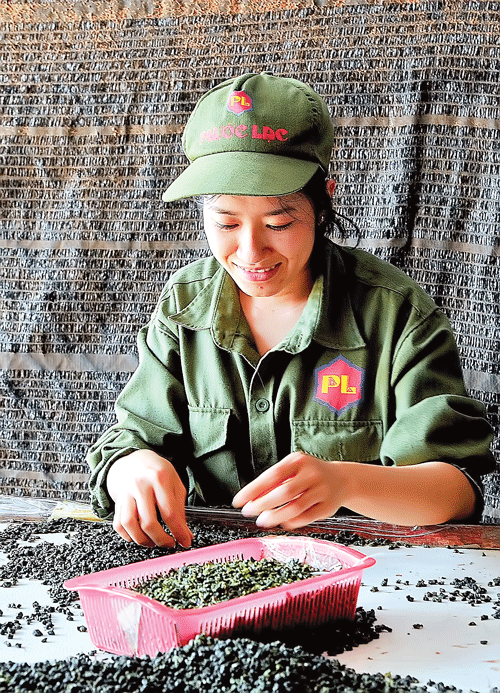 Đồi trà Bảo Lộc xanh mướt. Thu hái búp chè tươi. Nguyên liệu chế biến chè xanh Bảo Lộc. Cây trà đã tạo việc làm và thu nhập ổn định cho người dân địa phương. Chế biến trà cao cấp. Sao khô trà Oolong trong máy sao thùng quay. Thương hiệu trà Bảo Lộc được nhận nhiều giải thưởng chất lượng. Thưởng thức cách pha và hương vị trà nổi tiếng. Màu sắc đặc trưng trà Bảo Lộc.