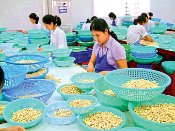 Chế biến điều xuất khẩu.