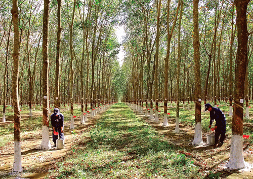 Đất Thủ vươn mình mạnh mẽ ảnh 3