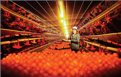 Cù lao Phố căng tràn sức sống ảnh 5 Cù lao Phố căng tràn sức sống ảnh 5