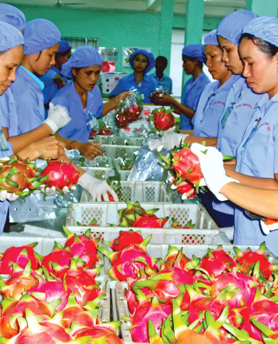 Trái thanh long có nhiều cơ hội vào thị trường Nhật Bản.