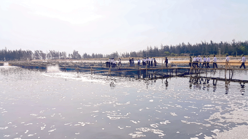 Khảo sát mô hình nuôi tôm trên cát của Công ty Mitraco.