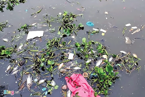 Cá chết hàng loạt trên kênh Nhiêu Lộc - Thị Nghè. Cá chết hàng loạt trên kênh Nhiêu Lộc - Thị Nghè.