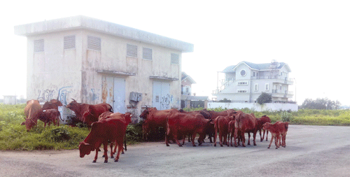 Nhiều căn biệt thự xây xong để đó. Cánh đồng cỏ cũng là nguồn thức ăn dồi dào cho những đàn bò. Hàng ngàn nền đất bỏ hoang cỏ mọc um tùm. Biệt thự được xây dựng để nuôi chim yến. Phút nghỉ ngơi của đàn bò bên trong dự án đất nền biệt thự . Nhiều căn biệt thự xây xong để đó. Cánh đồng cỏ cũng là nguồn thức ăn dồi dào cho những đàn bò. Hàng ngàn nền đất bỏ hoang cỏ mọc um tùm. Biệt thự được xây dựng để nuôi chim yến. Phút nghỉ ngơi của đàn bò bên trong dự án đất nền biệt thự .