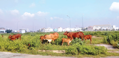 Nhiều căn biệt thự xây xong để đó. Cánh đồng cỏ cũng là nguồn thức ăn dồi dào cho những đàn bò. Hàng ngàn nền đất bỏ hoang cỏ mọc um tùm. Biệt thự được xây dựng để nuôi chim yến. Phút nghỉ ngơi của đàn bò bên trong dự án đất nền biệt thự . Nhiều căn biệt thự xây xong để đó. Cánh đồng cỏ cũng là nguồn thức ăn dồi dào cho những đàn bò. Hàng ngàn nền đất bỏ hoang cỏ mọc um tùm. Biệt thự được xây dựng để nuôi chim yến. Phút nghỉ ngơi của đàn bò bên trong dự án đất nền biệt thự .