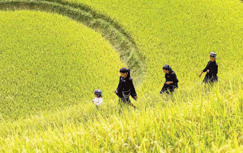 Năm 2012, Bộ Văn hóa - Thể thao - Du lịch đã chính thức công nhận ruộng bậc thang Hoàng Su Phì là Di sản văn hóa phi vật thể cấp quốc gia. Những thửa ruộng bậc thang đẹp nhất nằm trên địa bàn các xã Bản Phùng, Bản Luốc, Sán Sả Hồ, Hồ Thầu, Nậm Ty, Thông Nguyên. Ruộng bậc thang Thông Nguyên vào mùa lúa chín. Phụ nữ người La Chí thăm đồng. Năm 2012, Bộ Văn hóa - Thể thao - Du lịch đã chính thức công nhận ruộng bậc thang Hoàng Su Phì là Di sản văn hóa phi vật thể cấp quốc gia. Những thửa ruộng bậc thang đẹp nhất nằm trên địa bàn các xã Bản Phùng, Bản Luốc, Sán Sả Hồ, Hồ Thầu, Nậm Ty, Thông Nguyên. Ruộng bậc thang Thông Nguyên vào mùa lúa chín. Phụ nữ người La Chí thăm đồng.