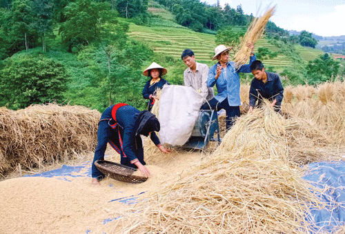 Phụ nữ vùng cao địu con đi dự lễ cơm mới tại Nhà văn hóa xã Bản Phùng. Máy tuốt lúa thay sức đập cơ bắp trước đây. Đổ thóc vào bao chuyển về nhà. Mùa gặt vùng cao. Phụ nữ vùng cao địu con đi dự lễ cơm mới tại Nhà văn hóa xã Bản Phùng. Máy tuốt lúa thay sức đập cơ bắp trước đây. Đổ thóc vào bao chuyển về nhà. Mùa gặt vùng cao.