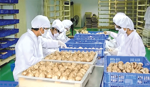 Tỏi đen có giá trị kinh tế rất lớn.