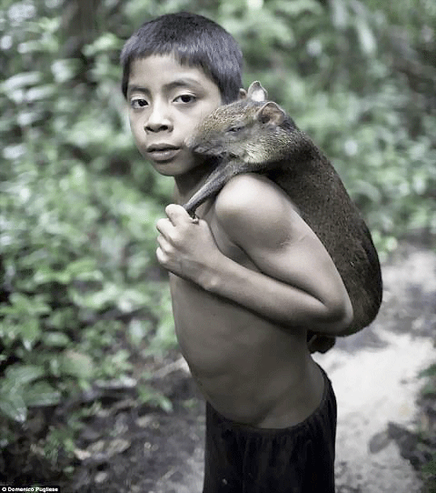 Một phụ nữ trong tộc cho sóc bú. Những động vật hoang dã được coi như thành viên trong gia đình tại bộ lạc của người Awa. Bộ lạc Awa gần như không có tiếp xúc với thế giới bên ngoài. Nhưng cuộc sống hài hòa với thiên nhiên đó đang bị xói mòn, và có nguy cơ biến mất mãi mãi. Trong số hàng chục ngàn người Awa sống rải rác trên khắp tiểu bang Maranhao khi người Bồ Đào Nha đặt chân đến đây 500 năm trước, hiện chỉ còn khoảng 400 người. Hầu như tất cả trong số họ đều bị chết bởi dịch bệnh như bệnh đậu mùa, bệnh sởi và bệnh cúm mà thực dân mang tới. Những người sống sót thì bị bắt làm nô lệ và đưa vào làm việc trên các đồn điền trồng cao su và mía. Những động vật hoang dã cũng tham gia vào các công việc hàng ngày như tách hạt, hái quả. Một bô lạc của bộ lạc Awa. Người Awa bị buộc phải sống du canh du cư để thoát khỏi nạn diệt chủng. Hơn 200 năm sau đó, họ đã trở thành thợ săn lành nghề và biết cách để xây dựng nơi trú ẩn chỉ trong vài giờ để rồi rời bỏ đi ngay sau đó. Với lối sống du canh du cư như vậy, họ đã quên hết các kiến thức về nông nghiệp và thậm chí không nhớ cả cách tạo ra lửa. Em bé đang đang chơi với "thú cưng". Một phụ nữ trong tộc cho sóc bú. Những động vật hoang dã được coi như thành viên trong gia đình tại bộ lạc của người Awa. Bộ lạc Awa gần như không có tiếp xúc với thế giới bên ngoài. Nhưng cuộc sống hài hòa với thiên nhiên đó đang bị xói mòn, và có nguy cơ biến mất mãi mãi. Trong số hàng chục ngàn người Awa sống rải rác trên khắp tiểu bang Maranhao khi người Bồ Đào Nha đặt chân đến đây 500 năm trước, hiện chỉ còn khoảng 400 người. Hầu như tất cả trong số họ đều bị chết bởi dịch bệnh như bệnh đậu mùa, bệnh sởi và bệnh cúm mà thực dân mang tới. Những người sống sót thì bị bắt làm nô lệ và đưa vào làm việc trên các đồn điền trồng cao su và mía. Những động vật hoang dã cũng tham gia vào các công việc hàng ngày như tách hạt, hái quả. Một bô lạc của bộ lạc Awa. Người Awa bị buộc phải sống du canh du cư để thoát khỏi nạn diệt chủng. Hơn 200 năm sau đó, họ đã trở thành thợ săn lành nghề và biết cách để xây dựng nơi trú ẩn chỉ trong vài giờ để rồi rời bỏ đi ngay sau đó. Với lối sống du canh du cư như vậy, họ đã quên hết các kiến thức về nông nghiệp và thậm chí không nhớ cả cách tạo ra lửa. Em bé đang đang chơi với "thú cưng".