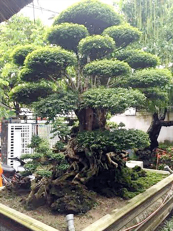 Có đại gia sẵn sàng đổi chiếc Camry đời mới để sở hữu cây cảnh này nhưng chủ nhân không đồng ý