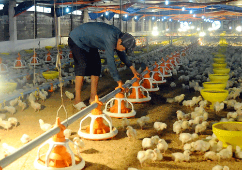 Công nhân cho gà ăn tại một trang trại ở xã Tân An, huyện Vĩnh Cửu, Đồng Nai. Công nhân cho gà ăn tại một trang trại ở xã Tân An, huyện Vĩnh Cửu, Đồng Nai.