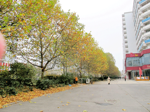 Lá xanh đổi màu vàng rượm còn nấn ná trước khi lìa cành tại thủ đô Berlin - CHLB Đức. Lá xanh đổi màu vàng rượm còn nấn ná trước khi lìa cành tại thủ đô Berlin - CHLB Đức.