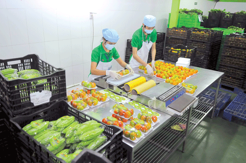 Đóng gói rau sạch cung cấp cho siêu thị. Ảnh: CAO THĂNG