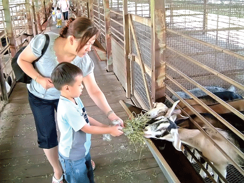 Du khách thích thú với việc cho dê ăn tại Hay Dairies.