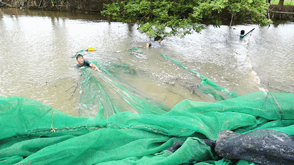 Mướt mắt cảnh người dân Đồng Tháp kéo cá linh mùa lũ  