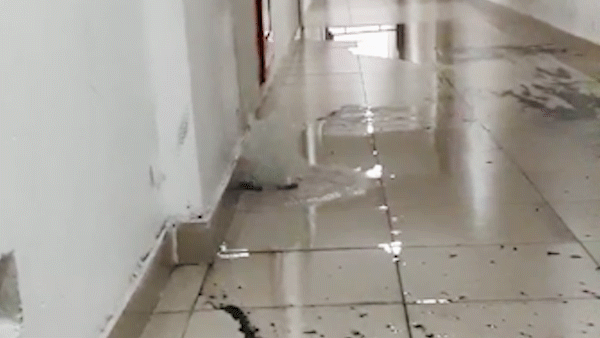 Ngán ngẩm cảnh mưa lớn là nước trào ngược lên tầng cao chung cư