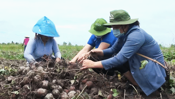 Giá khoai lang thấp kỷ lục, nông dân trắng tay