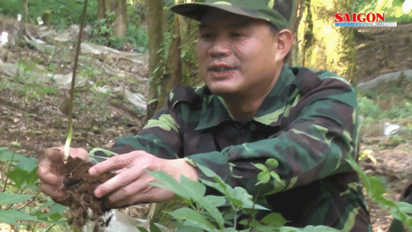 Làm giàu dưới tán rừng - Bài 1: Chinh phục những “kỳ hoa dị thảo”