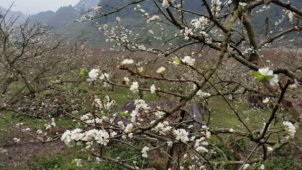 Chưa tết đã rộn ràng hoa mận trắng