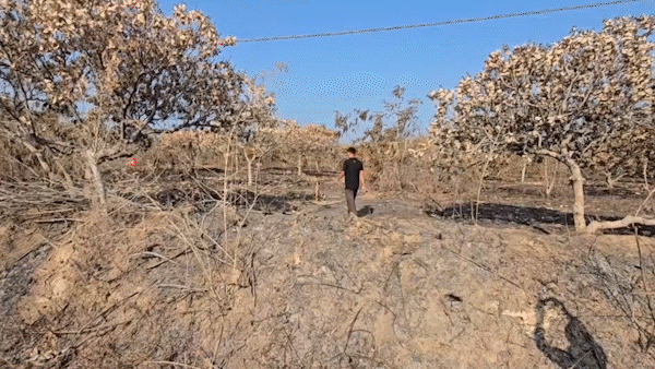 Làm rõ vườn điều 12 năm tuổi bị cháy rụi