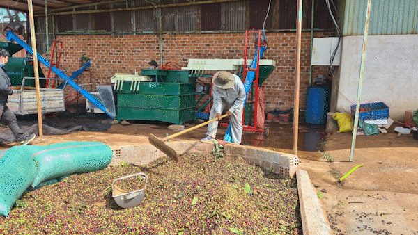 Giá cà phê Việt Nam có thể tăng tới mức 120.000 đồng/kg