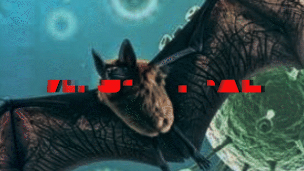 Bác sĩ Trương Hữu Khanh: “Khả năng lây virus Nipah từ người sang người rất thấp”