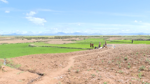Cảnh báo nắng nóng tác động đến sản xuất nông nghiệp