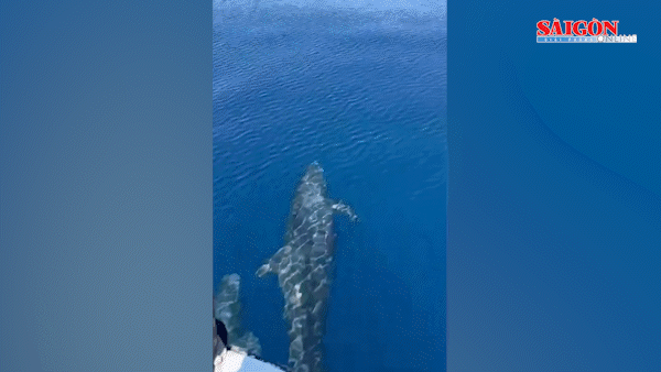 Đàn cá voi khoảng 100 con xuất hiện trên biển Phú Quý (tỉnh Lâm Đồng)