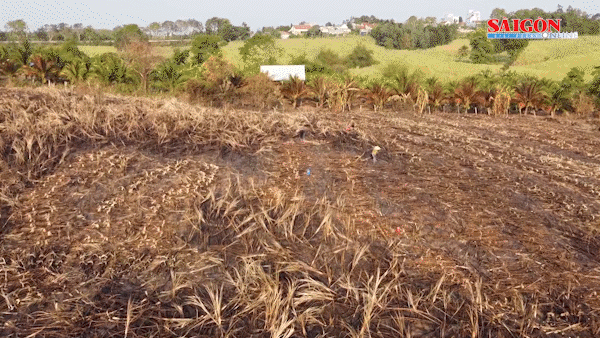 Nắng nóng làm cháy hàng trăm hecta mía của nông dân Đắk Lắk
