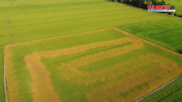 Đồng Tháp: Lúa sắp thu hoạch chết bất thường, nghi bị phá hoại