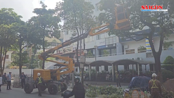 Hôm nay, Hà Nội cắt tỉa hoa sữa trên nhiều tuyến đường
