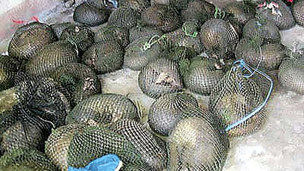 Thu hồi giấy chứng nhận gây nuôi động vật hoang dã Công ty TNHH Hải Đăng 