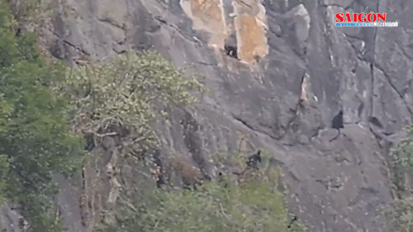 Phát hiện đàn voọc gáy trắng sát bản Khe Cát