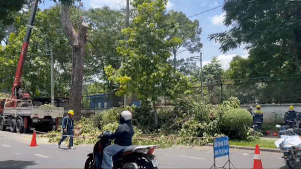 Cây đang xanh tốt, vì sao lại đốn?
